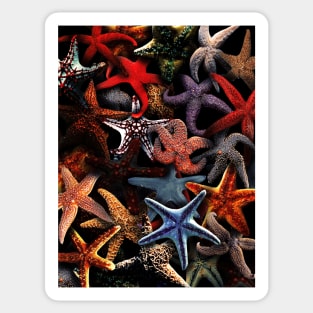 Starfish Sticker